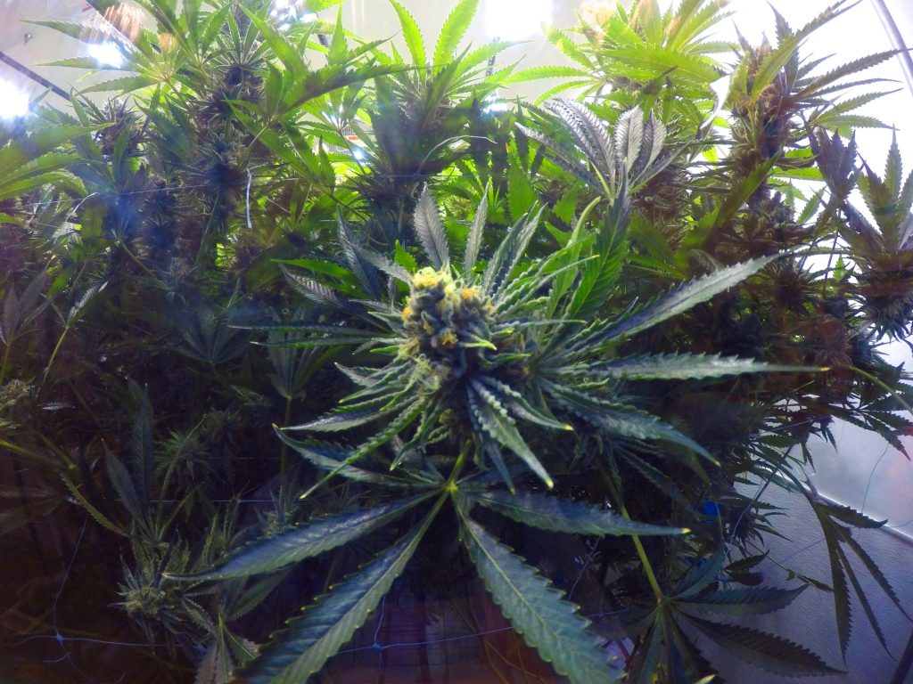 O que fazer em Denver - tour da maconha O que fazer em Denver - tour da maconha
