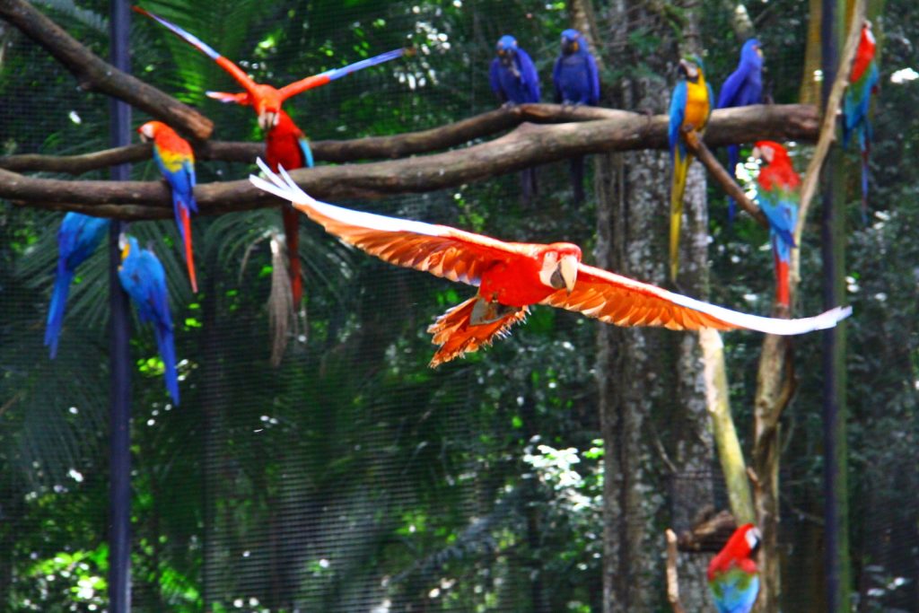 O que fazer em Foz do Iguaçu Foz do Iguaçu