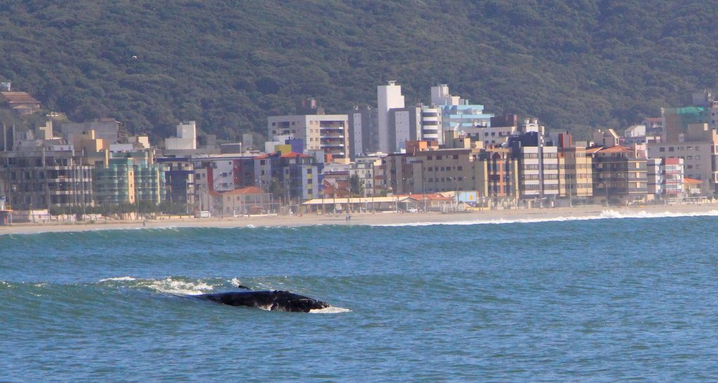 Rota da Baleia Franca