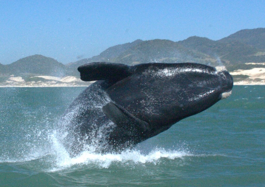 Rota da Baleia Franca