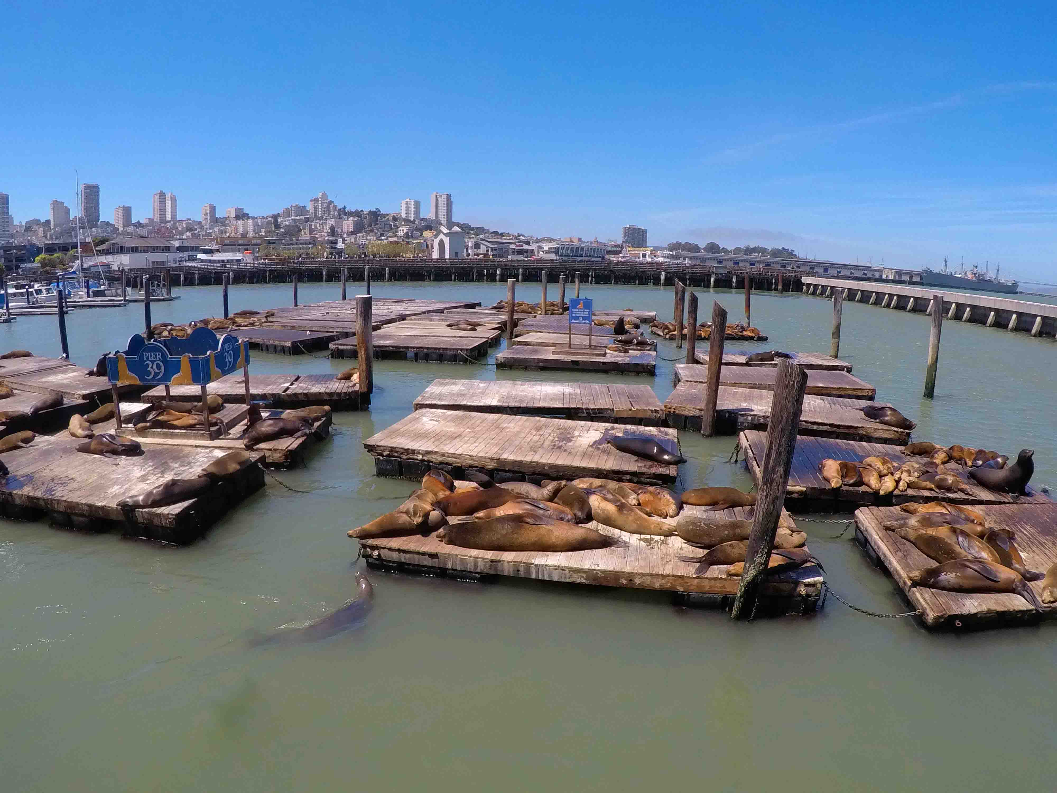 pier sobre o mar e leões marinhos Leões marinhos