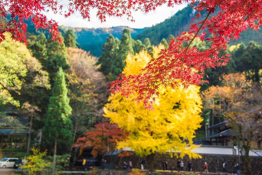 monte mitake